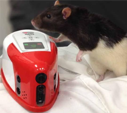 iRat, a robotic rodent, may help researchers develop robots better equipped to interact with humans. Photo by Andrea Chiba.