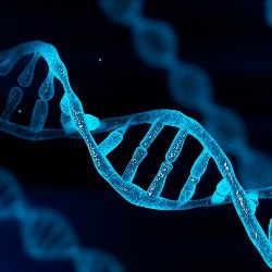 CSE researchers help assemble the first complete human genome.