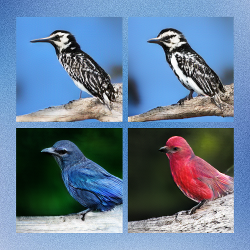 Bird images from the project ""Data Redaction from Conditional Generative Models"
